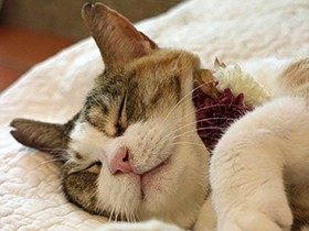 ２０１８寝る子は育つで賞　三毛猫「ミーちゃん」