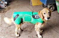 牛用のジャケットがジャストフィットしたひらめくん（画像提供：ZAMUNDAさん）