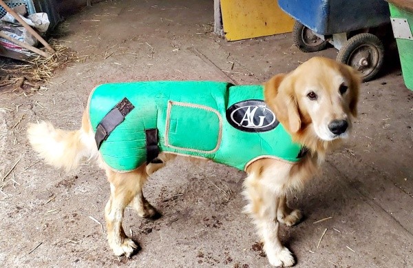 牛用のジャケットがジャストフィットしたひらめくん（画像提供：ZAMUNDAさん）