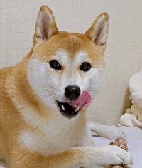 骨のおやつを堪能するつくねちゃん（画像提供：柴犬つくねさん）