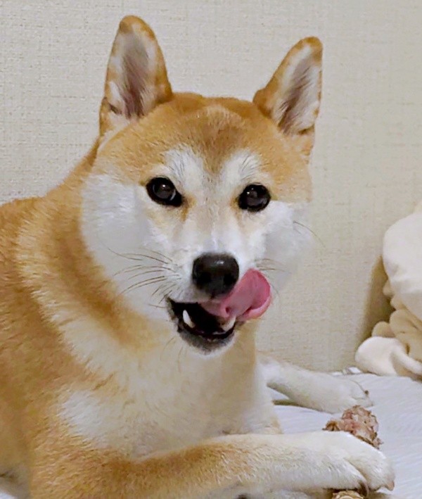 骨のおやつを堪能するつくねちゃん（画像提供：柴犬つくねさん）