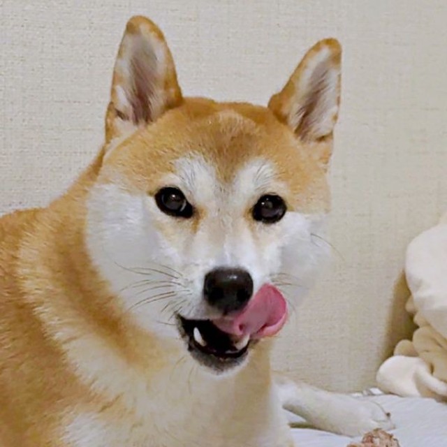 骨のおやつを堪能するつくねちゃん（画像提供：柴犬つくねさん）