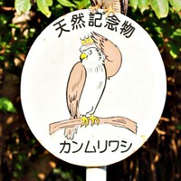 まるで自己紹介！？ 標識にとまったカンムリワシにびっくり（画像提供：gentilisさん）
