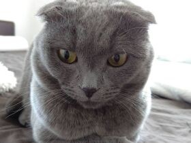 袋に入れられ捨てられていたスコティッシュミックス「カルバドス」　今は家族に溺愛