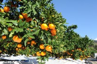 小原紅早生（香川県提供）