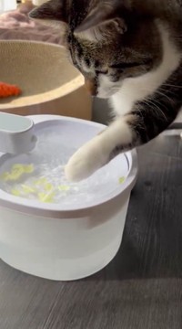 チョイ、チョイ ※動画よりキャプチャ、画像提供：飼い主さん（@nekokawaii1214）