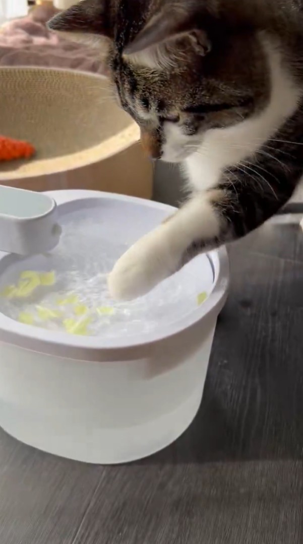 チョイ、チョイ ※動画よりキャプチャ、画像提供：飼い主さん（@nekokawaii1214）