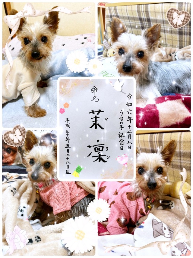 2024年12月8日、飼い主さんのおうちに迎えられた茉凜ちゃん（画像提供：ちゃーちゃんさん）