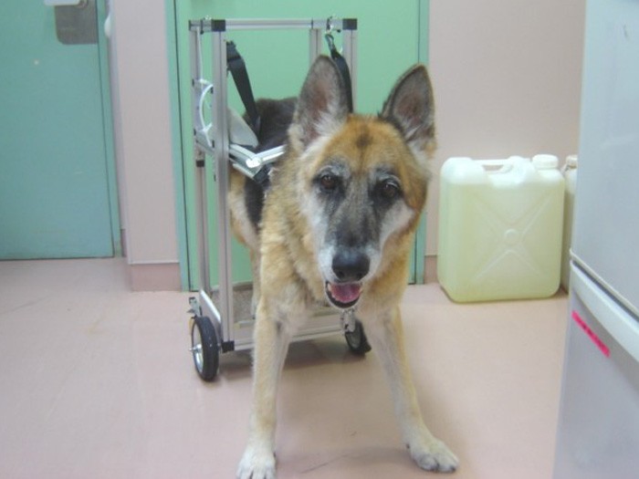 車椅子を乗りこなすメリー。これさえあれば坂道だって、グングンのぼれる（望月さん提供）