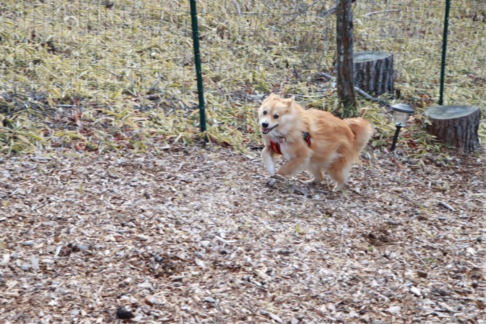 山の家のドッグランにて