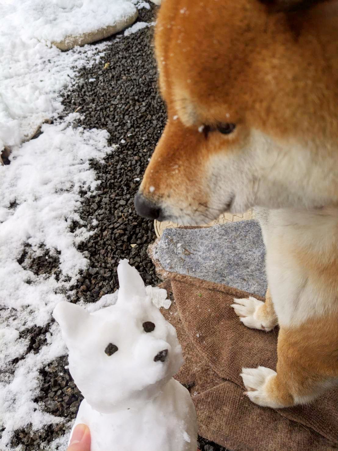 レジンヘアゴム♡雪だるまさんもしも〜し！柴犬君 これ、オレ…？」雪の犬だるまを眺める柴犬さんの微妙な表情に爆笑