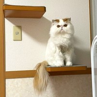 キャットウォークでちょこんと佇むもけちゃん（画像提供：もけもけ@エキゾチックロングヘアさん）