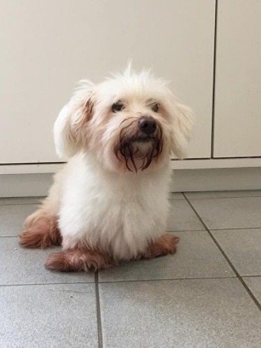 センターから保護されて間もない「にじ色」（ミグノンＨＰより）。幼い時の怪我を放置され、両前脚がきかない状態だった