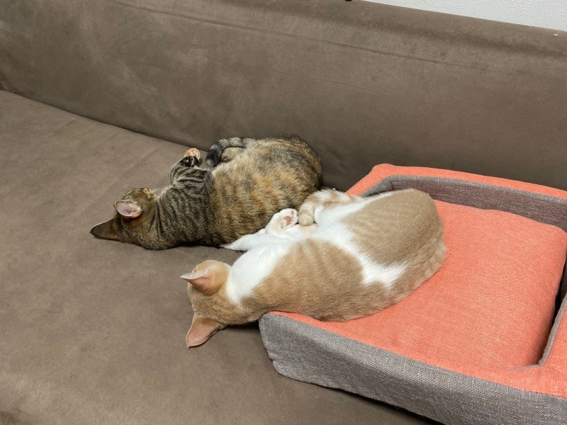 大きくなっても、母猫と同じポーズでそばで寝るレモン（吉田さん提供）