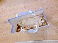 「かくれんぼ検定5級」！？ 紙袋に収まるミックくん（画像提供：今日と、セラ、ミックさん）