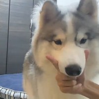 成功！！（画像提供／アポロ＠ハスキー）