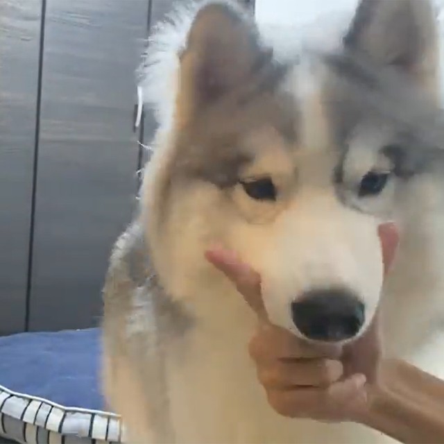 成功！！（画像提供／アポロ＠ハスキー）