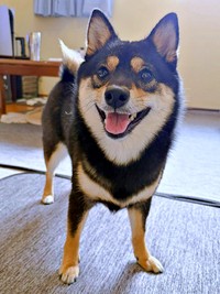 もうすぐ2歳！ 今もぐんぐん成長しているこまちちゃん（画像提供：黒柴 こまちさん）