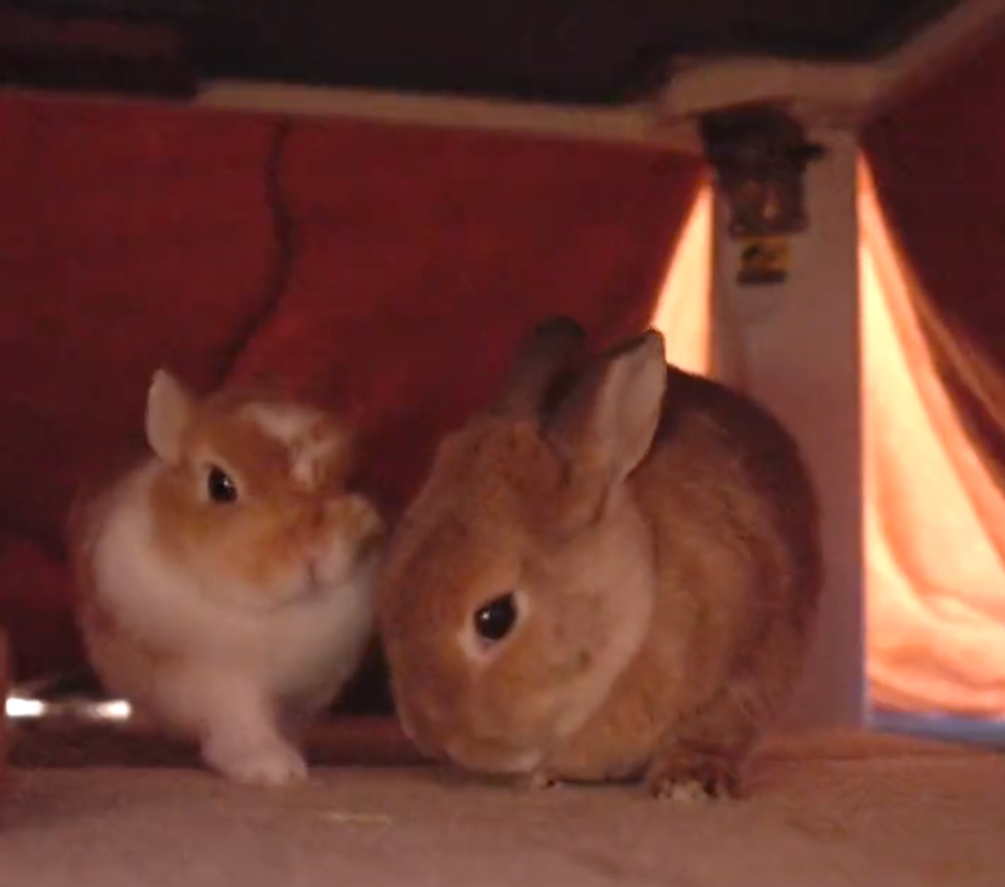 布団をめくってみたら寄り添っていた＝うさぎのもぐとみみ -Mogu&Mimi-さん（@MOGUMIMI86）提供