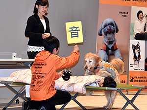 まだ少ない聴導犬、聴覚障害者を周囲に知らせる役目も！