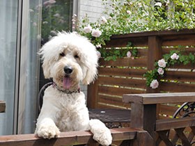 おんぶが好きでそのままお散歩にも行く　ゴールデン・ドゥードル「チリ」