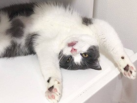 ほら、またベロが出てるよ！　芸達者なブリショー「ししまる」