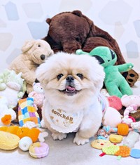 1年で仲間になったおもちゃと記念撮影するどんきちくん（画像提供：ペキのどんきちさん）