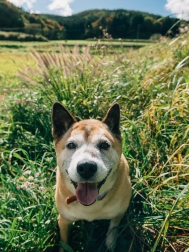 通ってくる飼い主やボランティアからフードをもらうが、”触れあい”や運動が足りないため、上村さんは福島にいって「散歩をさせたい」という。