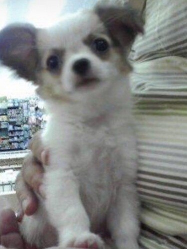 家にきたころの「モモ」