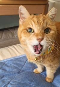 大きな声で飼い主さんにお喋りする姿