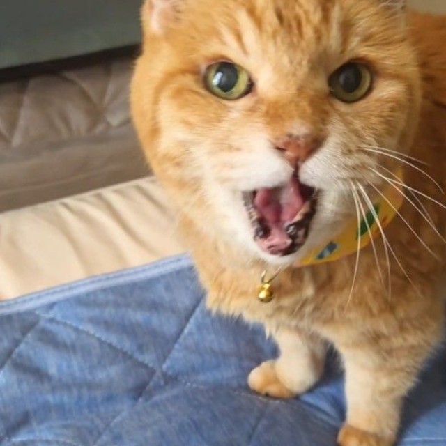 大きな声で飼い主さんにお喋りする姿