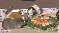 動物たちにクリスマスケーキをプレゼント　岡山