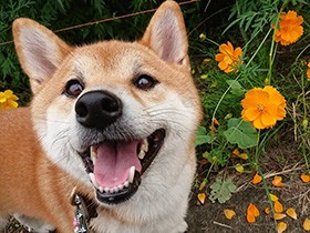 ごはんを見ると、ちょうだいポーズ　おてんばな柴犬「美琴」