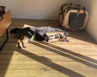 両前足で目をおさえる姿に反響（画像提供：暴君ぺこさん）