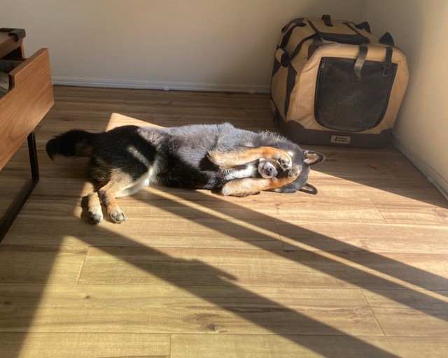 両前足で目をおさえる姿に反響（画像提供：暴君ぺこさん）