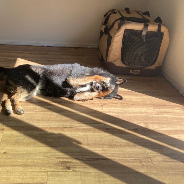 両前足で目をおさえる姿に反響（画像提供：暴君ぺこさん）