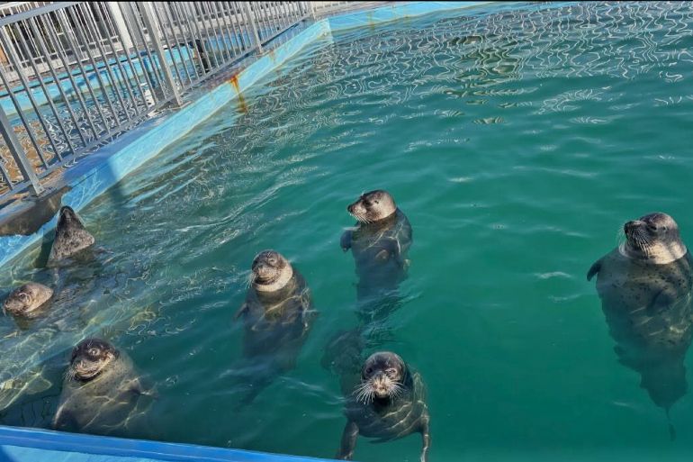 夏♪アザラシ♡プール これぞ本物の茶柱…！」プールに直立不動で浮かぶアザラシが“縁起良すぎ