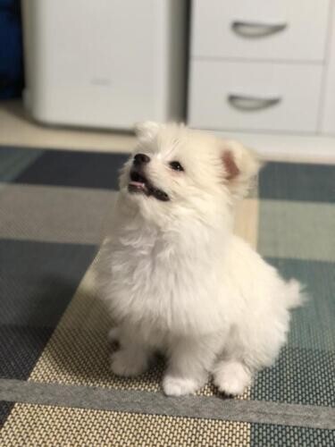 家にきたころの「コロン」