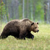 熊　※画像はイメージです（Piotr Krzeslak/stock.adobe.com）