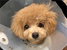 カラーをつけてちょっとしょんぼり？ トイプードル「ルゥ」