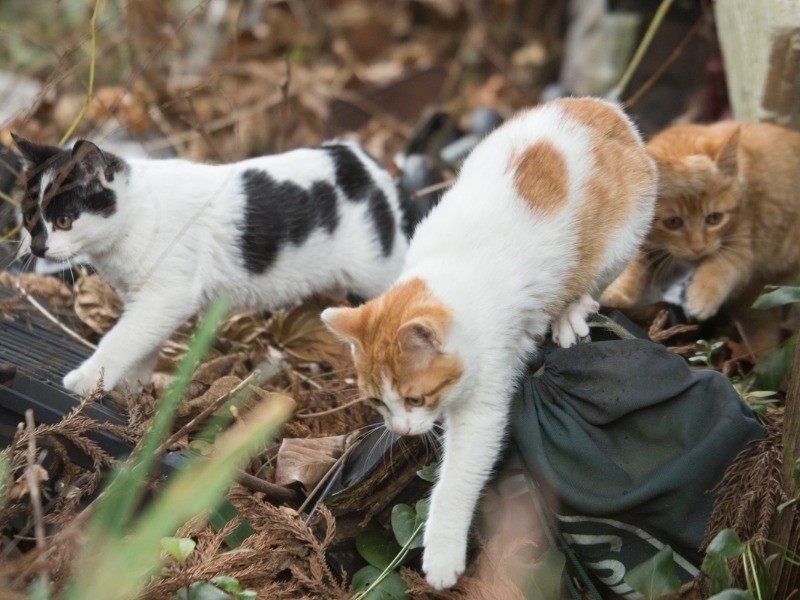 『俳句ねこ』（冬・新年）　ホーム社提供