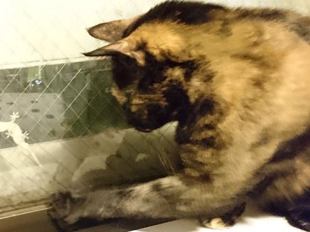 我が家に“獲物”が出現！　猫たちの野生が試される時