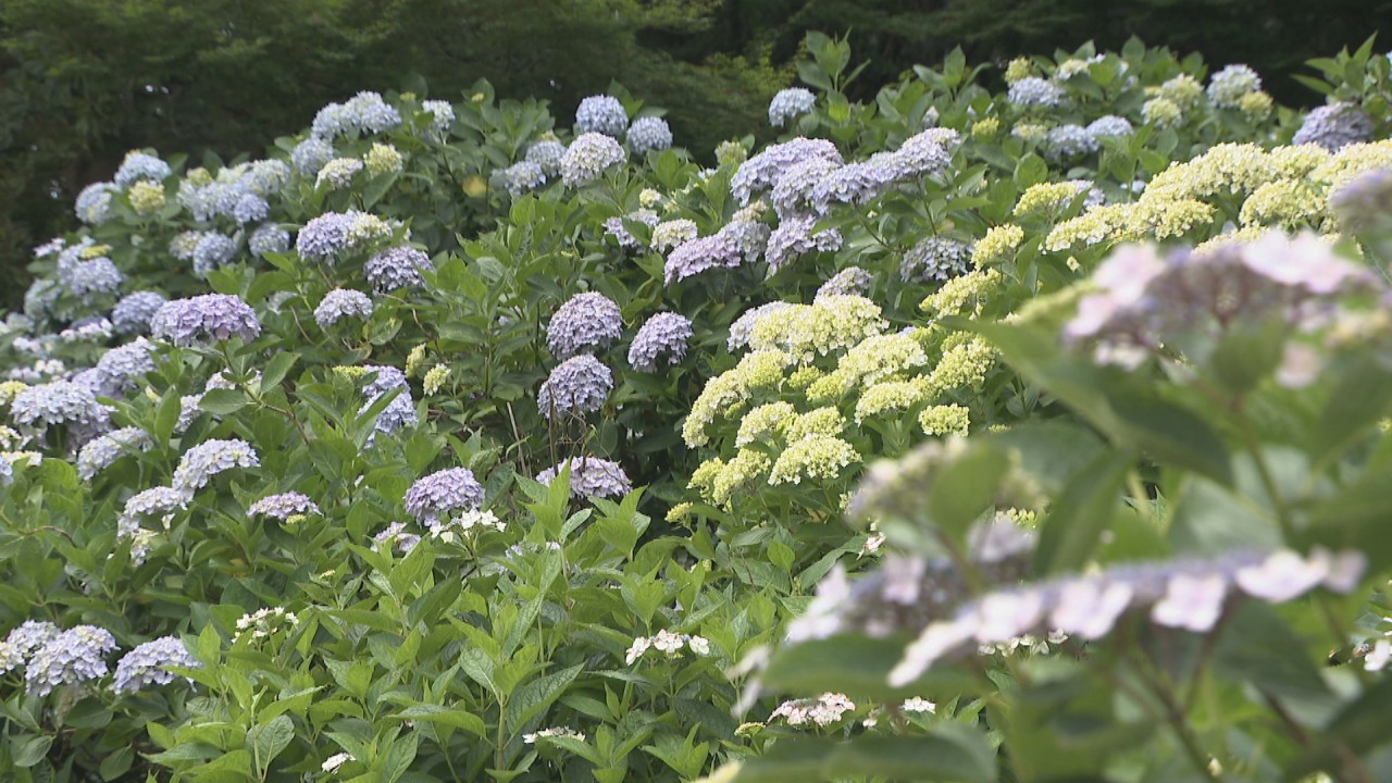 梅雨の風物詩 アジサイ 約3000株が見頃 香川県観音寺市 粟井神社 Ksbニュース Ksb瀬戸内海放送
