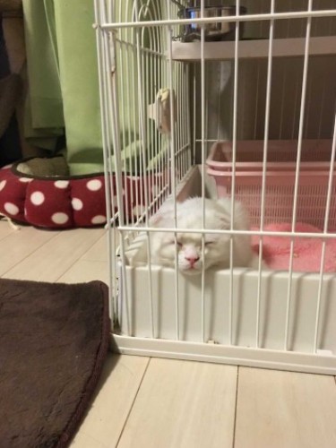 家に来たころの「むく」