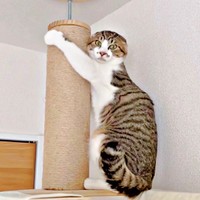 飼い主さんが近づくとーー耳がペタンとなったそぼろくん（画像提供：おかかとそぼろの成長記録さん）