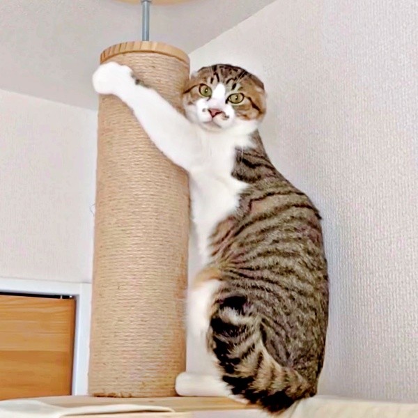 飼い主さんが近づくとーー耳がペタンとなったそぼろくん（画像提供：おかかとそぼろの成長記録さん）