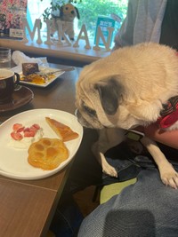 「キャンプの帰りに寄ったドッグカフェでおやつに大興奮。いつもこんなに食べられることはないので、この日はチートデーでした（笑）」（提供：KaKoAさん）