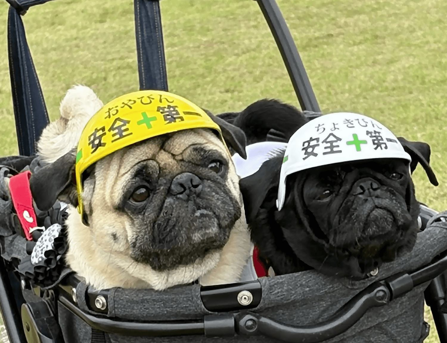 「安全第一」のヘルメットがよく似合う（画像提供：とこたんさん）