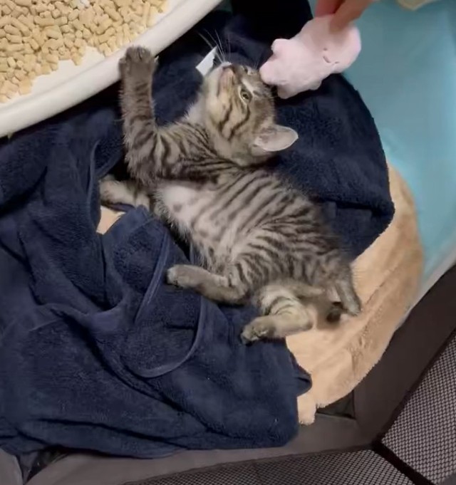 子猫期のくぅちゃん