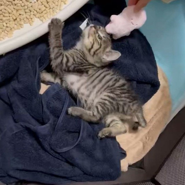 子猫期のくぅちゃん